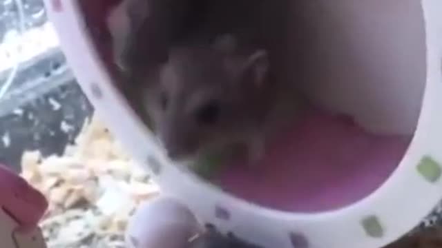 New funny moments 😂🤣