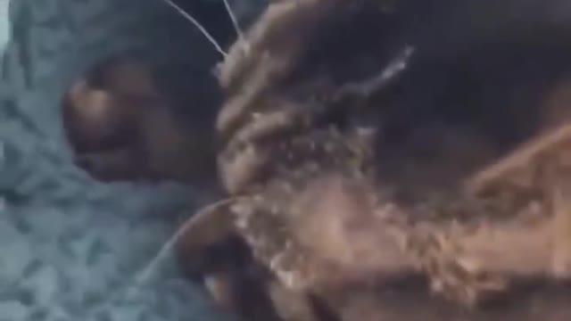 Graciosos de gatos al agua