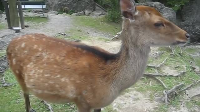 This is one friendly deer, look at his reaction