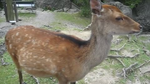 This is one friendly deer, look at his reaction