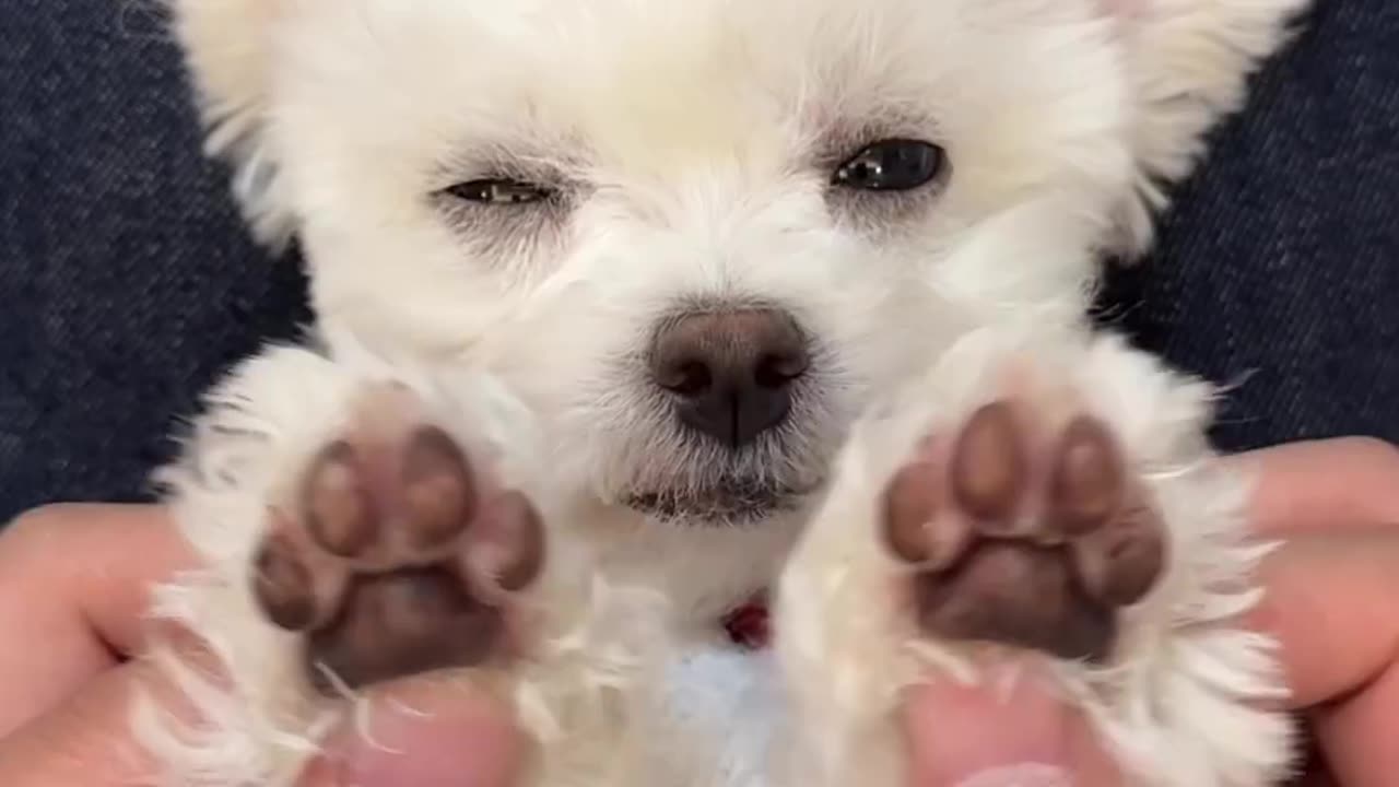 Immersive puppy spa