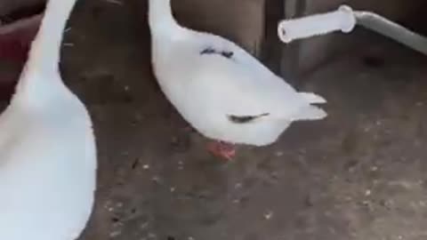 Amazing duck