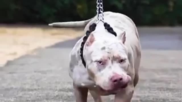 Very funny dogs