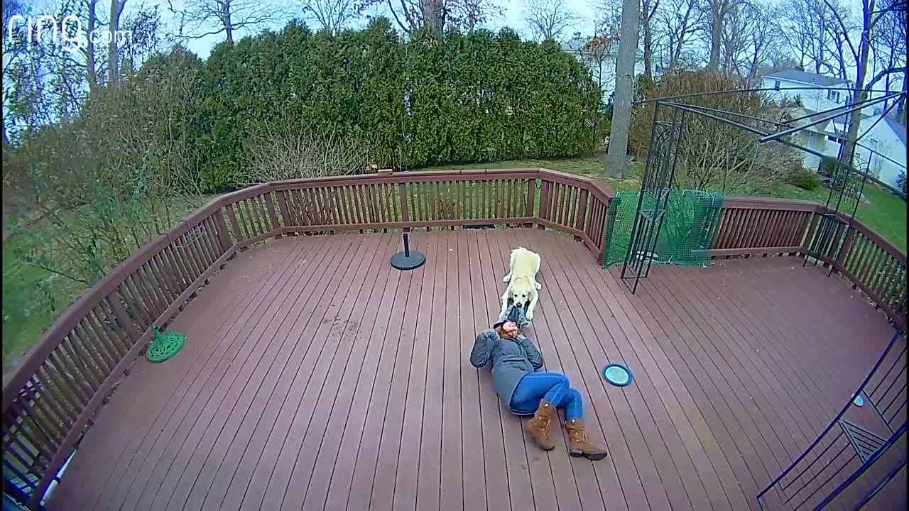 Dog mistakes furry hood for a toy and drags Owner around the backyard