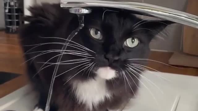 Funny thirsty cat