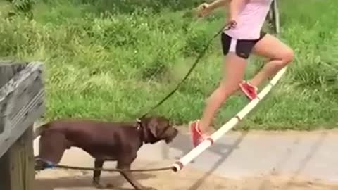 Funny dog video