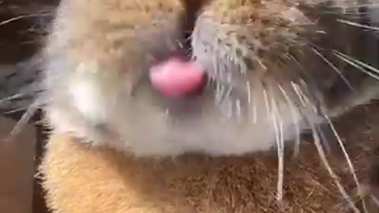 Funny animals videos #funnyanimals #funnymoments #funnyvideo