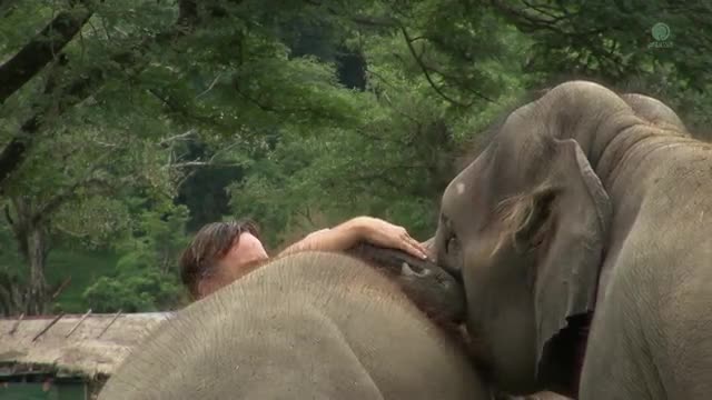 Baby elephant playing