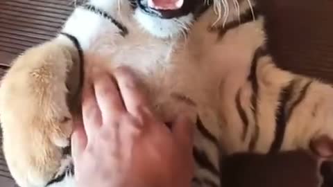 Baby tiger enjoying his massage