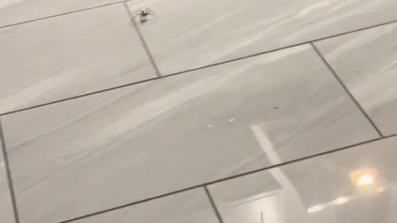 Spider sprinting for freedom 😂