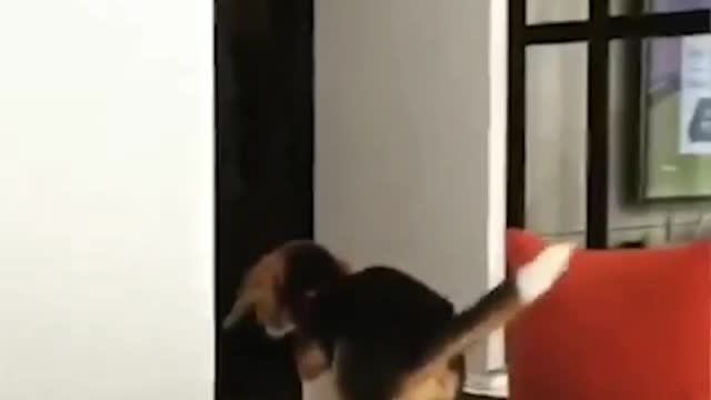 The dog is missing round the tree behind the rope