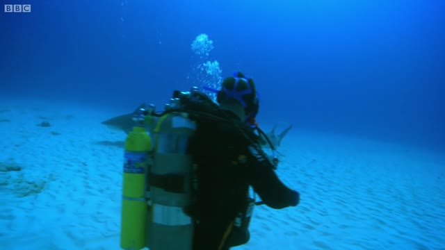 Diving with Dangerous Bull Sharks | Deadly 60 | BBC Earth