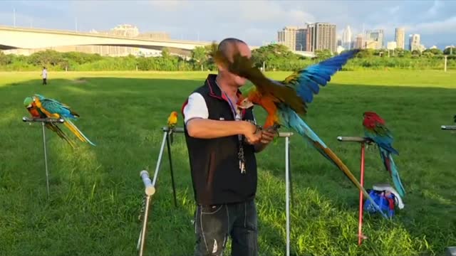 Beautiful Birds Display In A Field