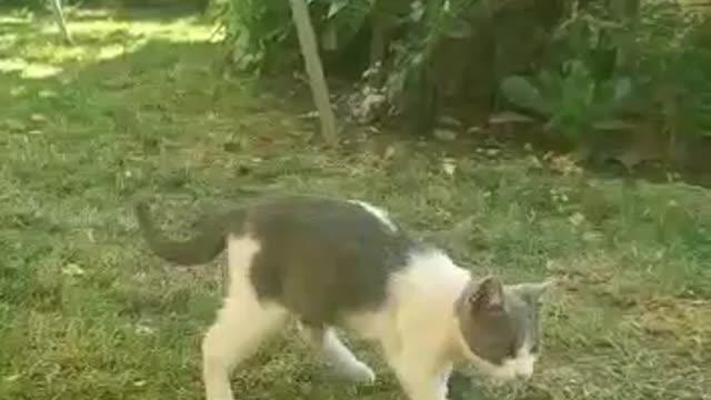 Cute kitten plays in garden