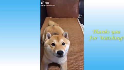 A large collection of cute pets