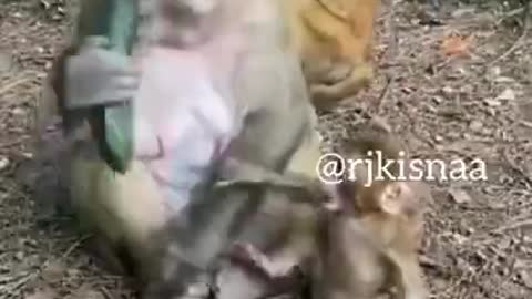 funny monkey videos