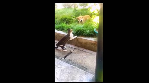 Cat and dog fight 😹😹