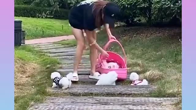 1_Cute and Funny Dog Videos Compilation_#short