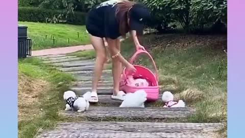 1_Cute and Funny Dog Videos Compilation_#short