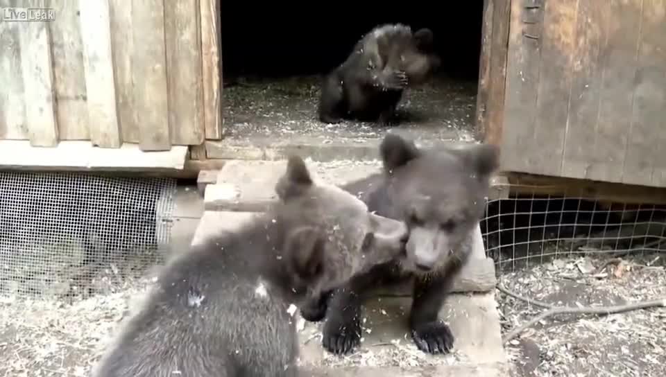No matter how fierce animals, are cute as a child.