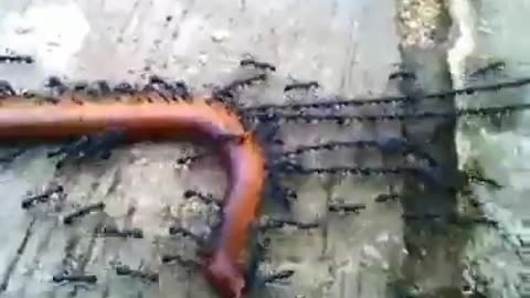 Ants have captured the worm