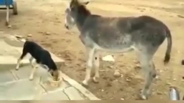 Dog vs Donkey