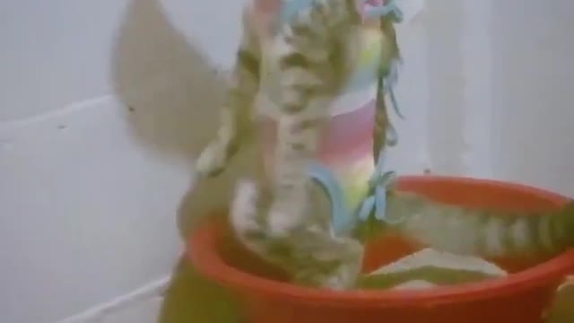 Funny cat with play bathtub 🤣