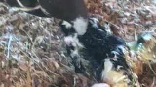 Newborn goat twins