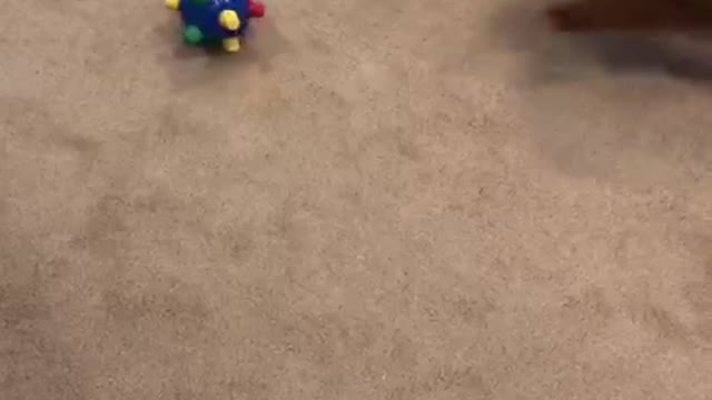 Mini Poodle Playing With Her Bouncing Ball