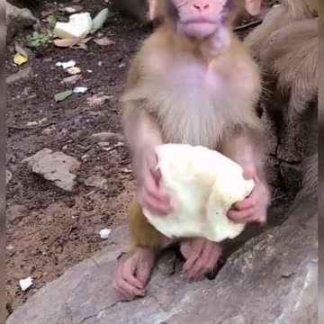 Baby monkey eating