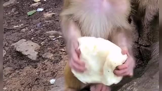 Baby monkey eating