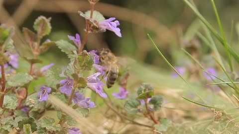 Butterfly in the forest