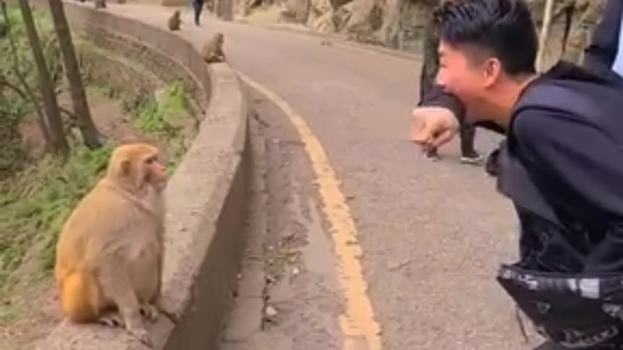 prank #monkey #viral #funnyreels