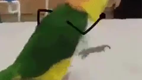 Nothing Is More Fun Than Putting Little Arms in Birds