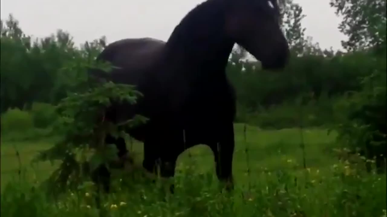 Horse Jamming To Fleetwood Mac