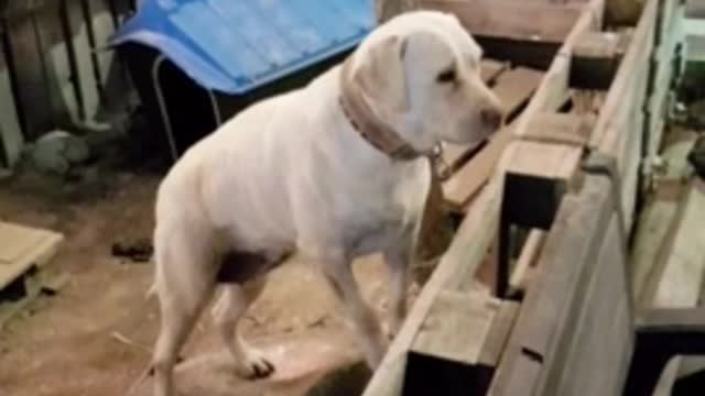 cute big dog1