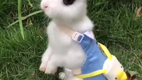 Cute Rabbit