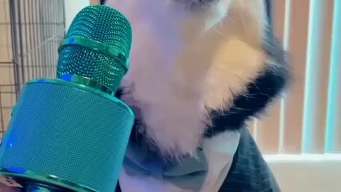 My Dog sings better than Ariana Grande.