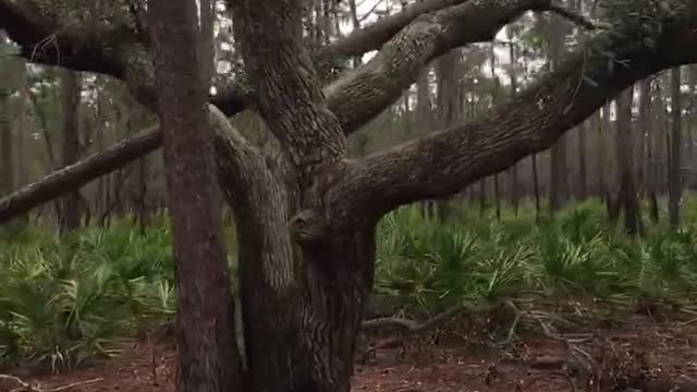 Tarkiln Bayou Preserve State Park