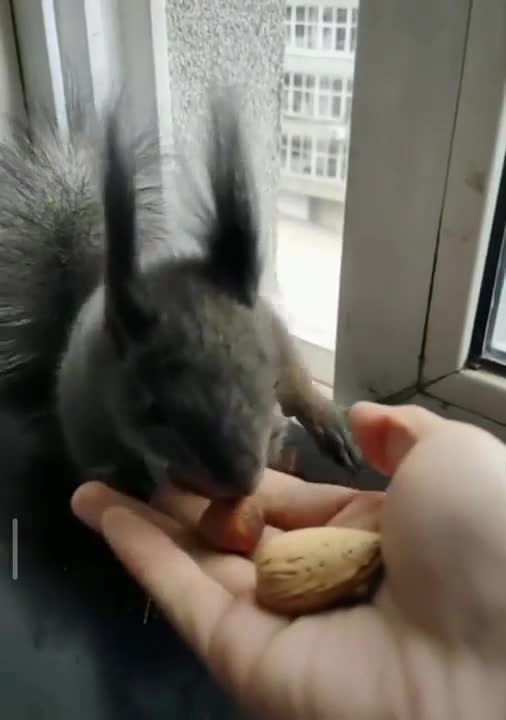 Squirrel brings seeds in exchange for nuts
