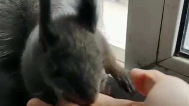 Squirrel brings seeds in exchange for nuts