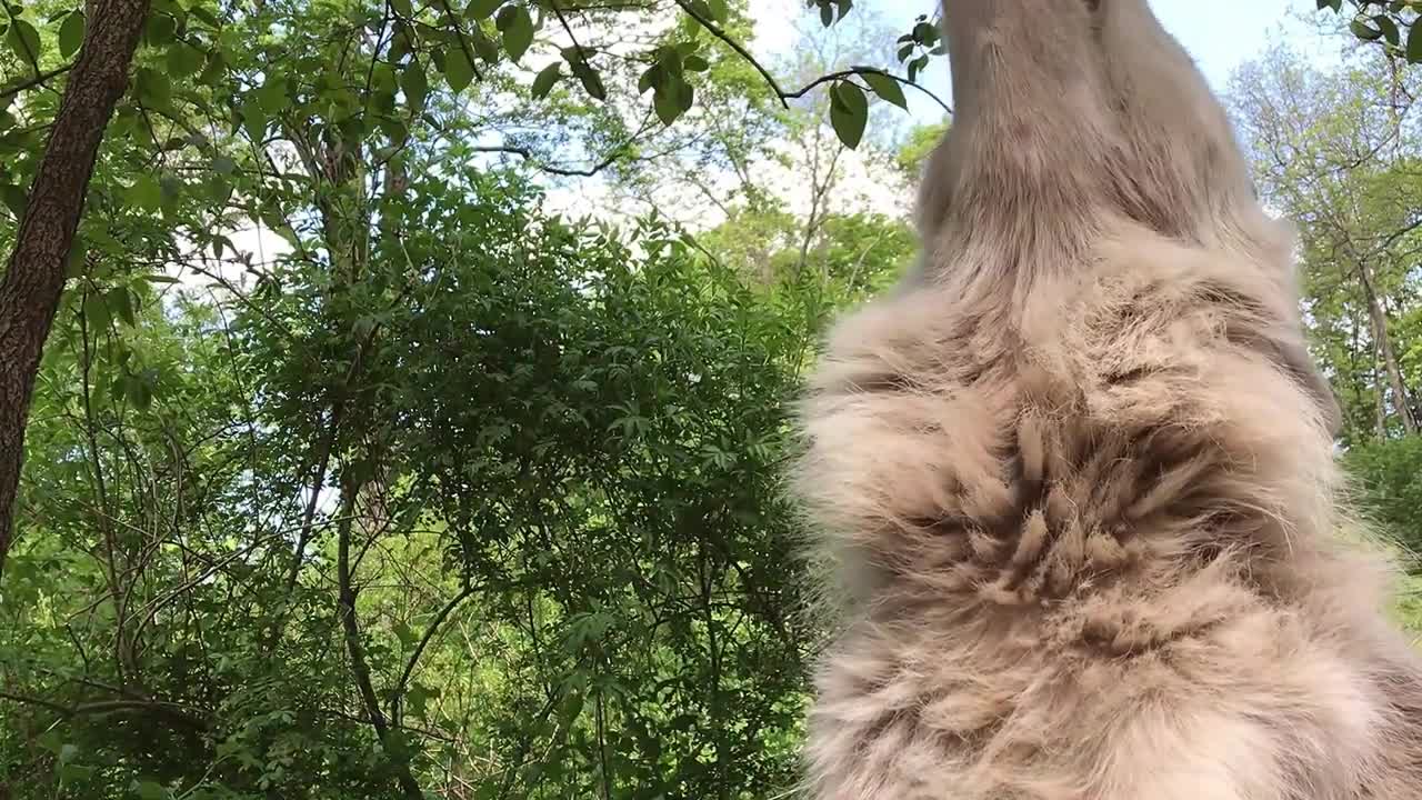 Beautiful animal
