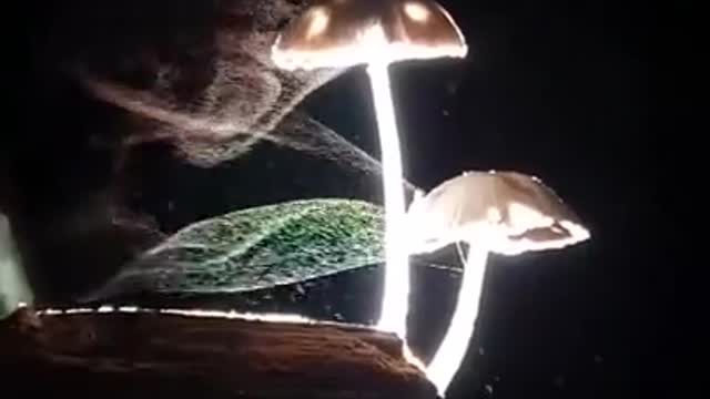 Mushrooms releasing spores