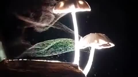 Mushrooms releasing spores