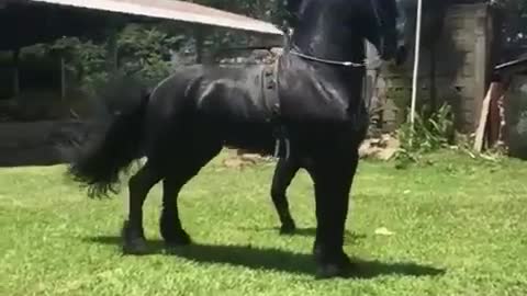 BEAUTIFUL BLACK HORSEY