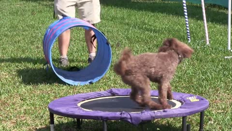 Dog touchpad training video