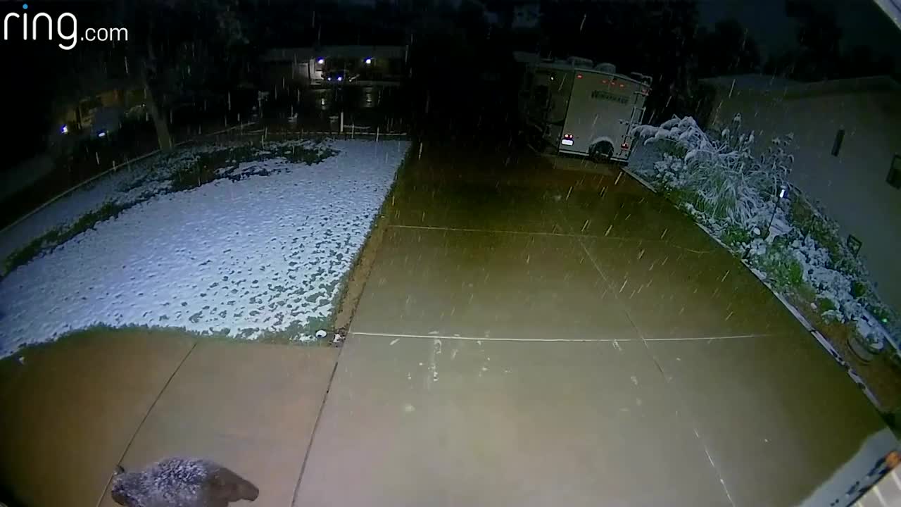 Catching Snow... Floodlight Cam Catches Cute Guests Enjoying The Snow