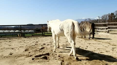 Mr.Pooh enjoys rolls