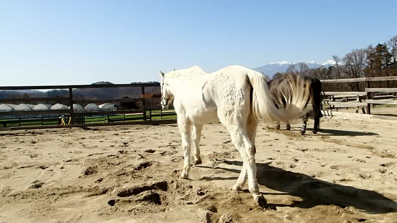 Mr.Pooh enjoys rolls