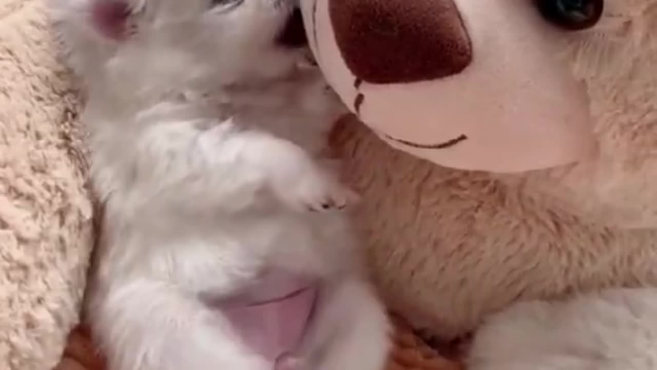 Puppy funny